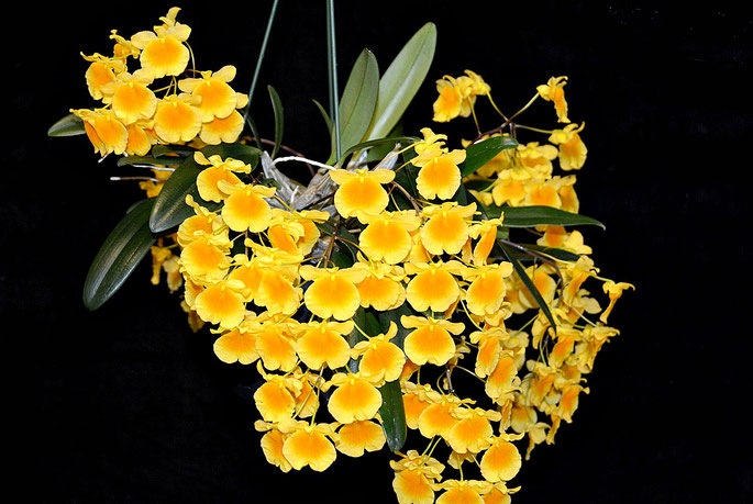 Dendrobium lindleyi