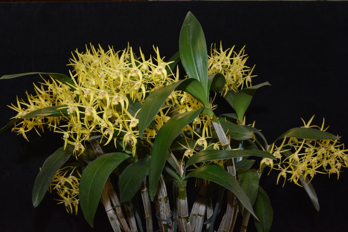 Dendrobium Winter Beauty