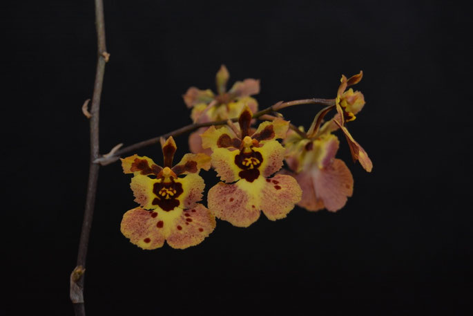 Tolumnia variegatum