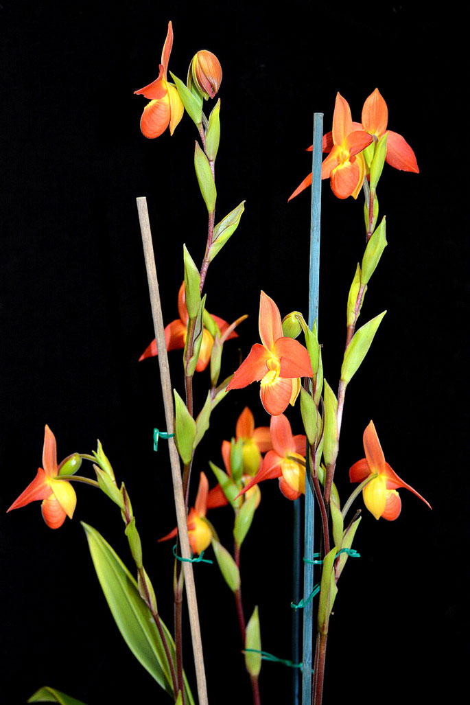 Phragmipedium Don Wimber