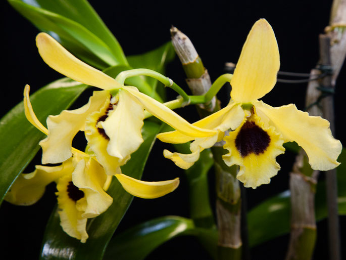Dendrobium Golden Blossom