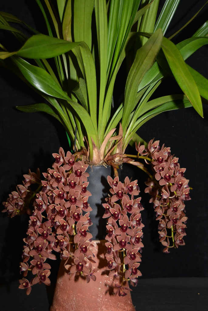 Cymbidium Dorothy Stockstill ‘Forgotten’