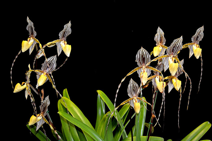 Paphiopedilum Mount Toro 'Watling Hall'