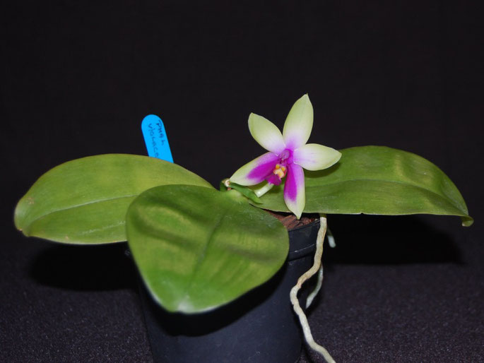 Phalaenopsis violacea