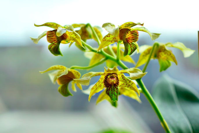 Dendrobium macrophyllum x atroviolacea