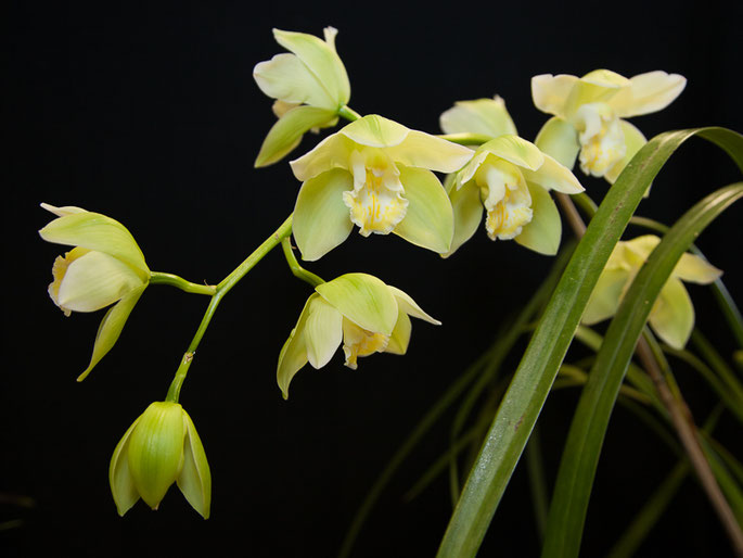 Cymbidium Highland Dimension