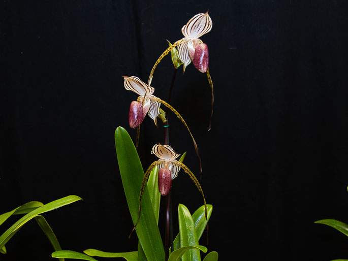 Paphiopedilum Lady Isobel