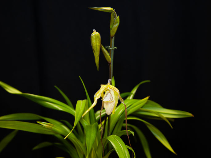 Phragmipedium Mem. Garren Weaver