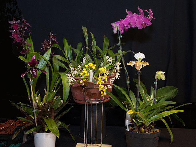 A group of three or more orchids