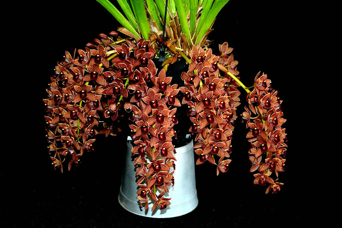 Cymbidium Dorothy Stockstill
