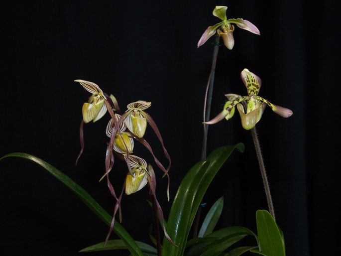 A group of three Species Orchids