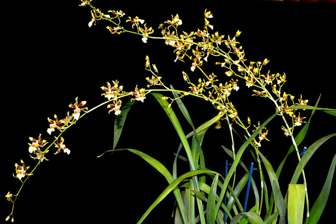 Oncidium sphacelatum