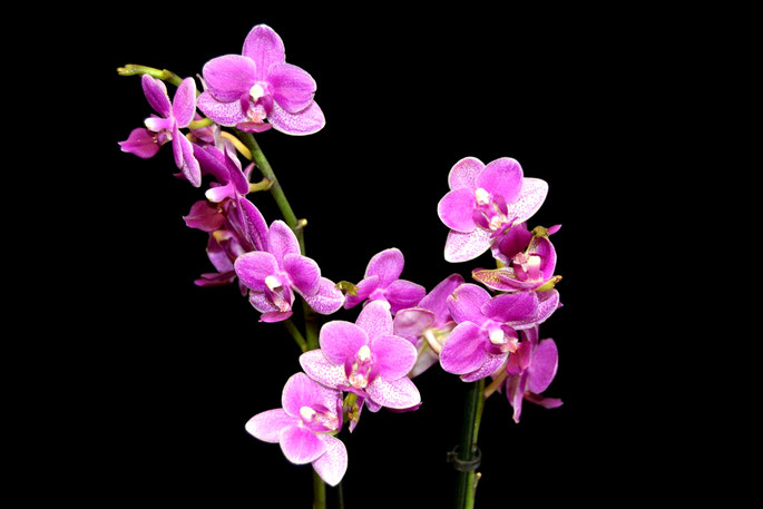 Phalaenopsis hybrid