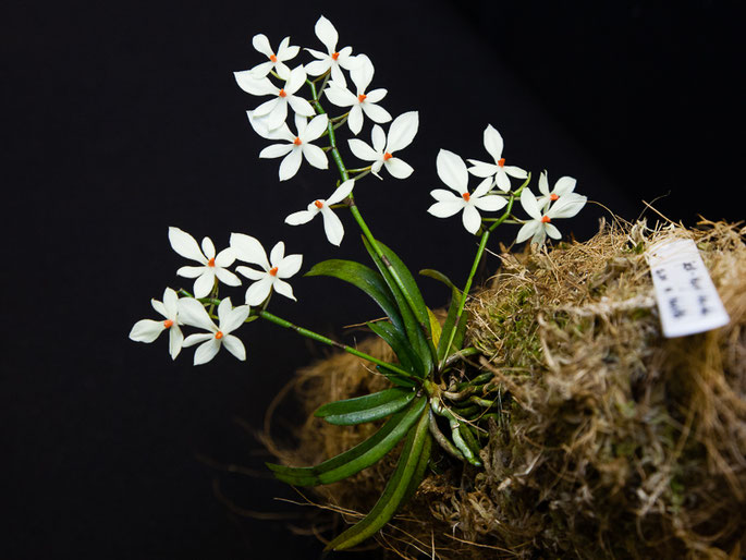 Aerangis luteo alba var. rhodosticta 