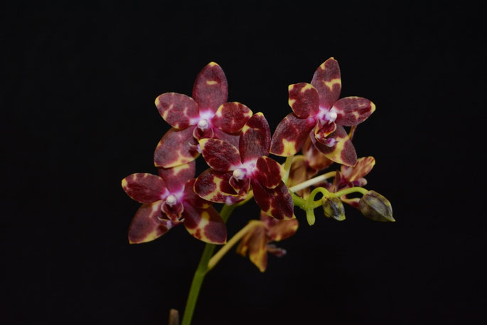 Phalaenopsis amboinensis