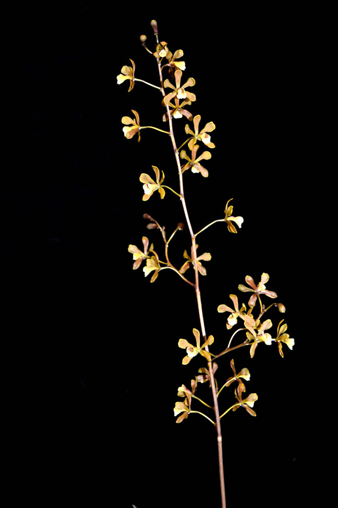 Encyclia candollei