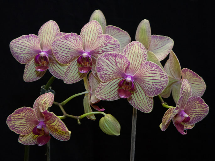 Phalaenopsis hybrid