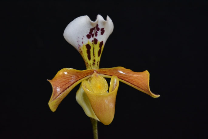 Paphiopedilum gratrixianum
