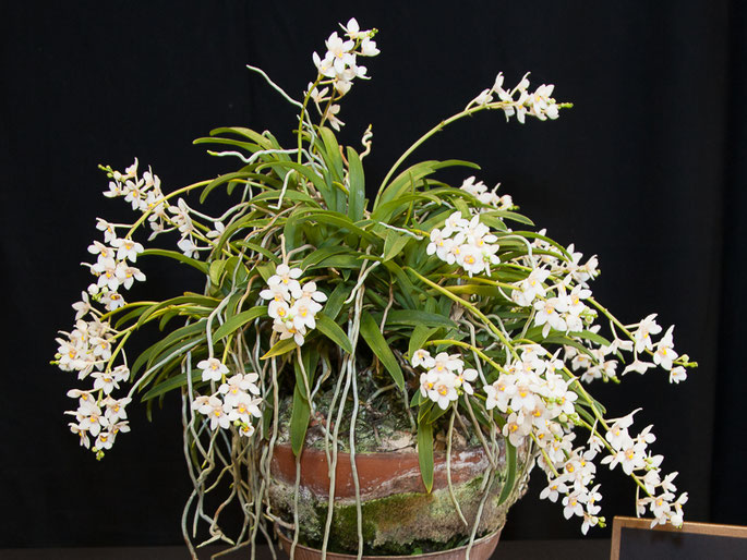 Sarcochilus Fitzhart