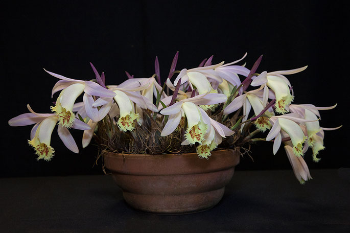Pleione hybrid