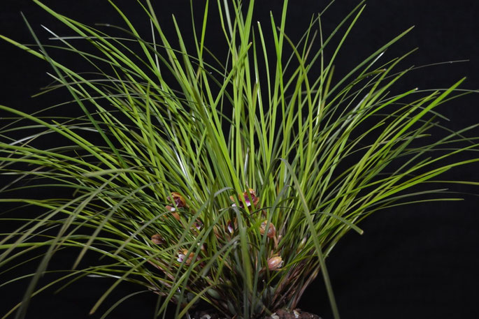 Maxillaria atrosanguinea