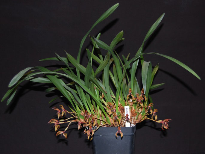 Maxillaria Meleagris