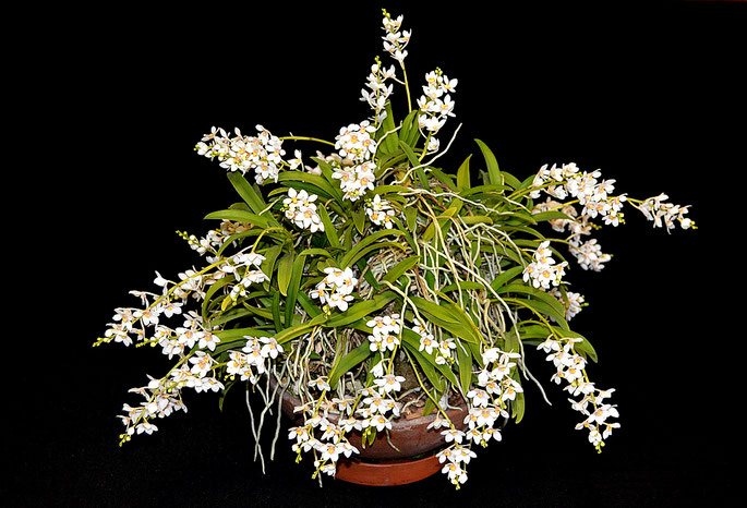 Sarcochilus Fitzhart