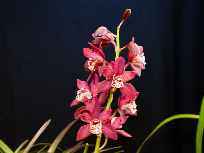 Cymbidium Strathdon Chailey Red