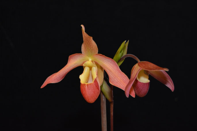 Phragmipedium Eric Young