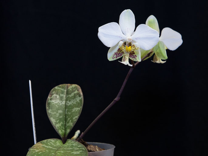 Phalaenopsis stuartiana