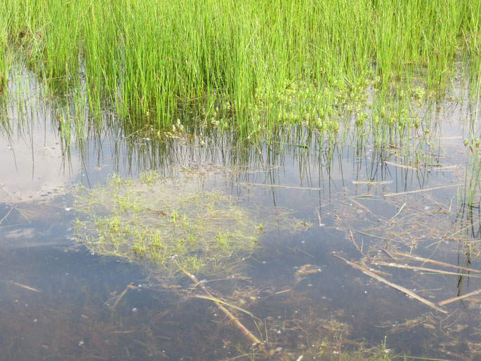 Watervegetatie met Vlottende bies en Moerashertshooi (W2).