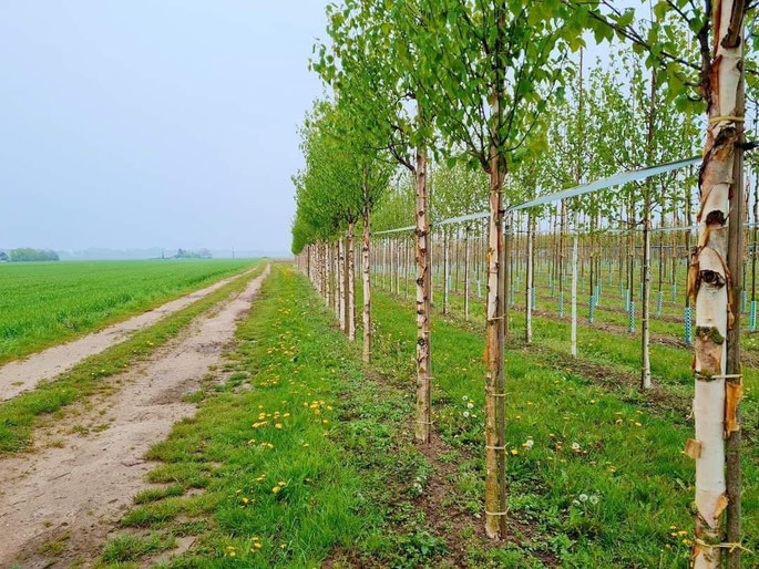 Feldwege am Niederrhein @wandelsinn