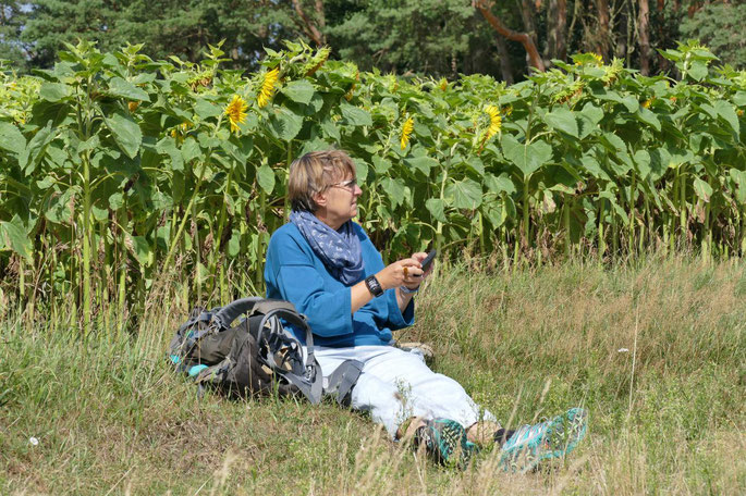Sonnenblumen in Mecklenburg ©wandelsinn