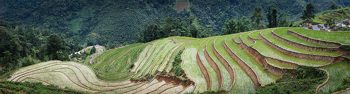 Plantaciones de arroz en Sapa