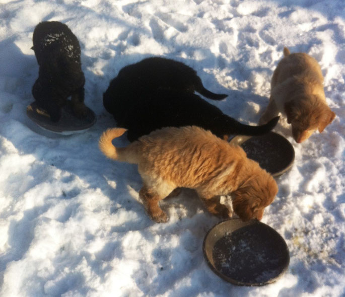 Frühstück im Schnee