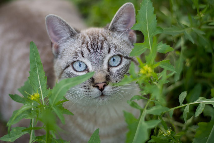 zufriedene Katze Glückliche Samtpfote