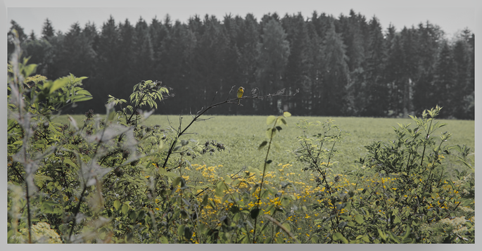 Eine Goldammer hat mich genau im Blick