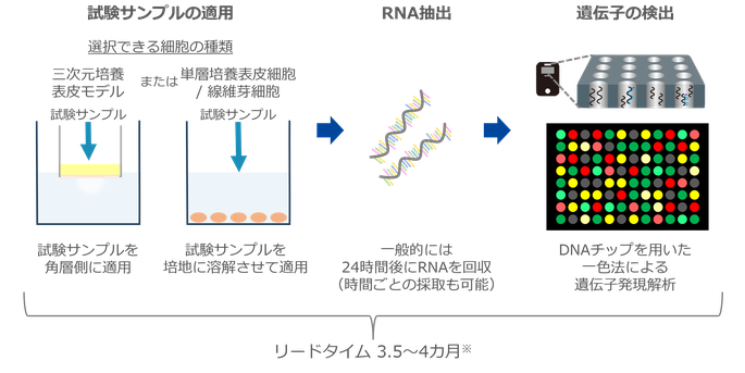 DNAマイクロアレイ試験の流れ。モデルもしくは表皮/線維芽細胞にサンプル塗布しRNA抽出し、遺伝子の検出を行う。