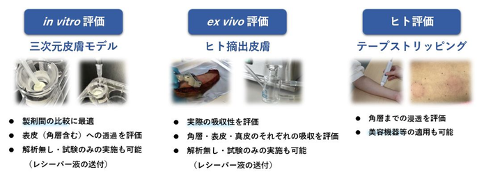 経皮吸収性試験 試験法