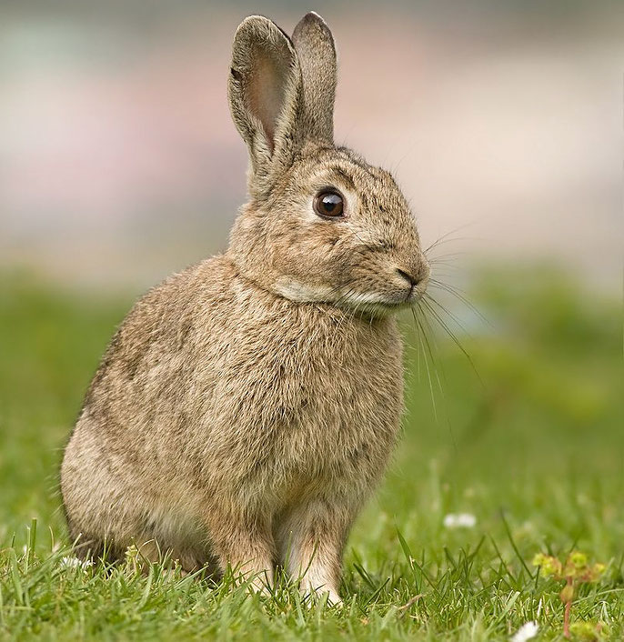 The type of rabbit on the island is mainly the very fluffy European rabbit (Ana-usagi in Japanese).　Source: wikipedia