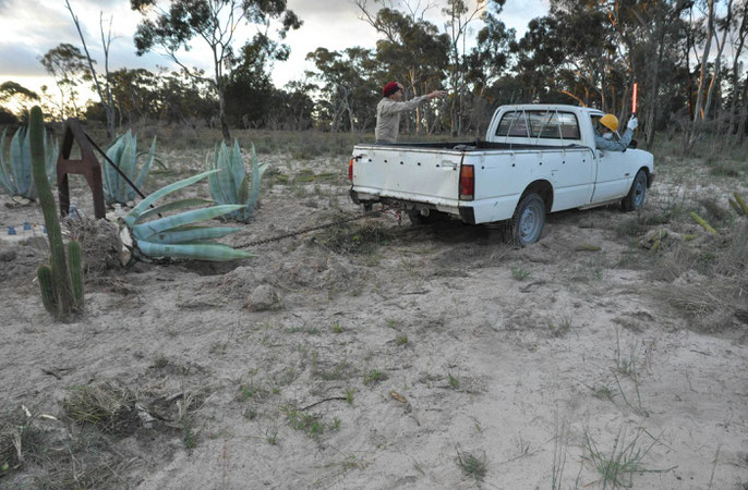 October 17, 2020: Jack attempts to pull large Agave