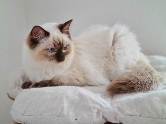 Miss Eva of Cattitudes