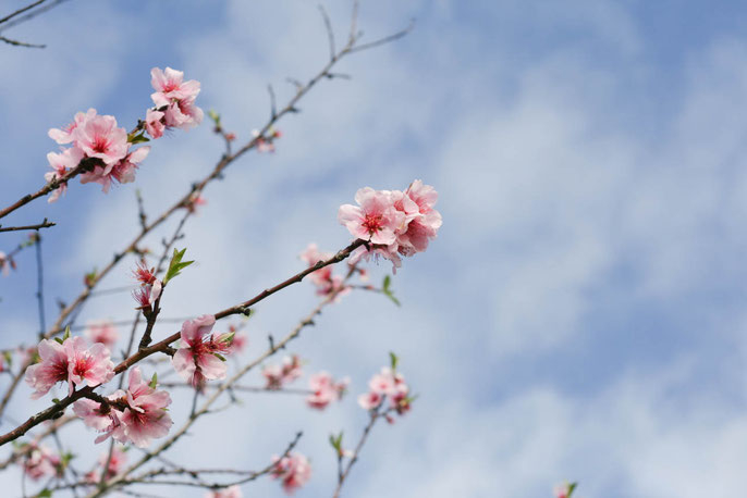 Mandelblüten, Mandelblüten-Fotografie, Fotografie mit Blüten, Blüten-Kunst
