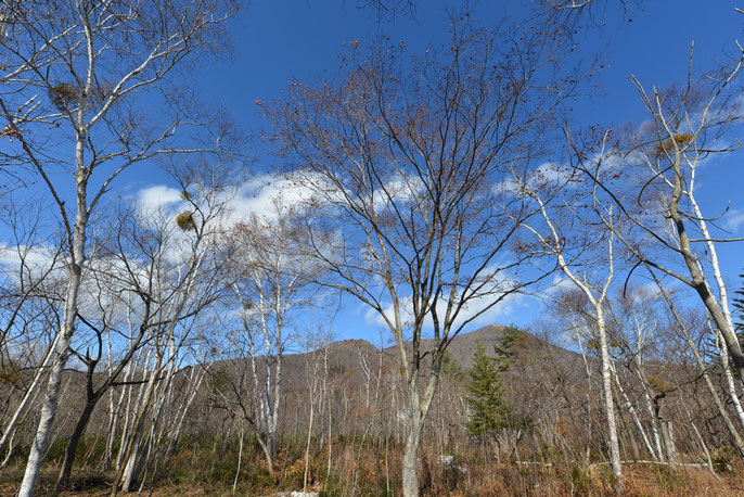 長野県　松本市　長野市　飯綱高原　建築設計事務所　建築家　news設計室　丸山和男　別荘設計　飯綱山荘Ⅱ　設計監理