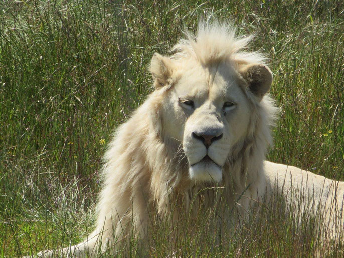 ホワイトライン(雄)Male white lion, Graham Saayman