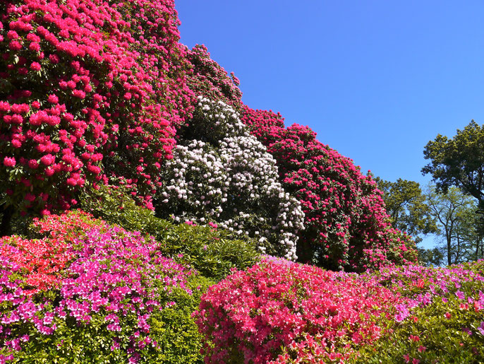 Italien Reise :fantastische Blumenfotos in der Villa Carlotta am Comersee
