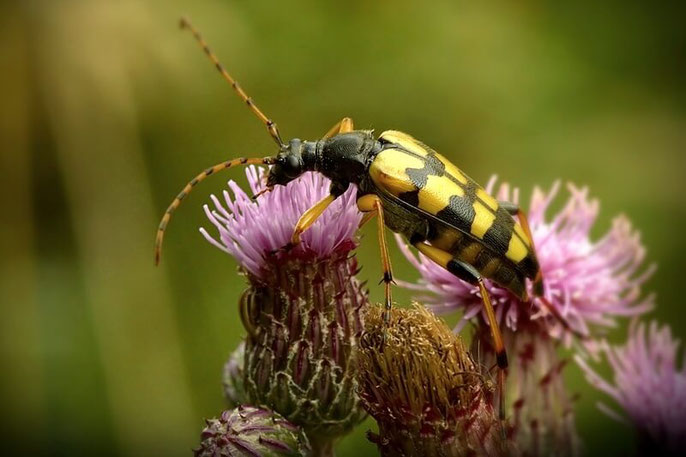 Gefleckter Schmalbock (Rutpela maculata) - Käfer (Coleoptera)