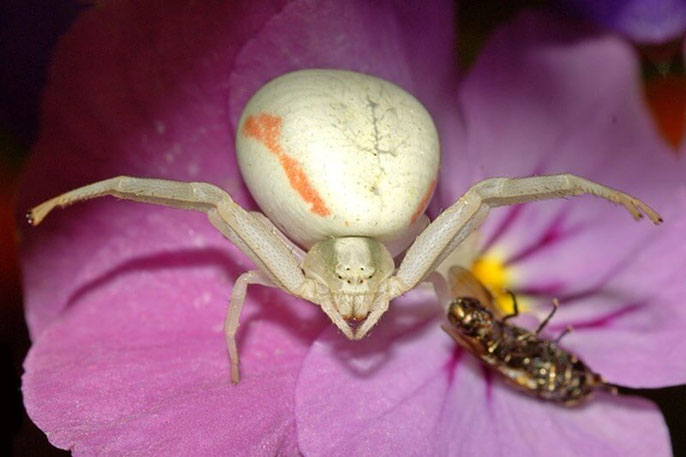 Veränderliche Krabbenspinne (Misumena vatia) - Webspinne (Aranaea)