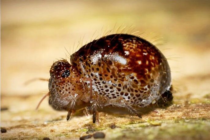 Alma fusca - Springschwanz (Collembola)