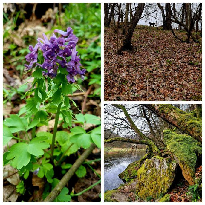Thayatalweg, Nebelstein, Blockheide, Wanderweg 630, Weitwandern, Waldviertel, mystisch, Gmünd, Heidenreichstein, Hardegg, Burgen, Ruinen,